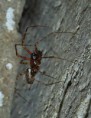 /album/linyphiidae/neriene-montana1-jpg/